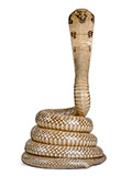 King Cobra Mount Taxidermy, 12ft Snake