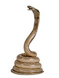 King Cobra Mount Taxidermy Snake
