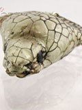 Free Shipping on Implora Natural Cobra Snake Head Keychain