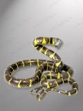 Free Shipping on Mangrove Snake Taxidermy Mount Style 3